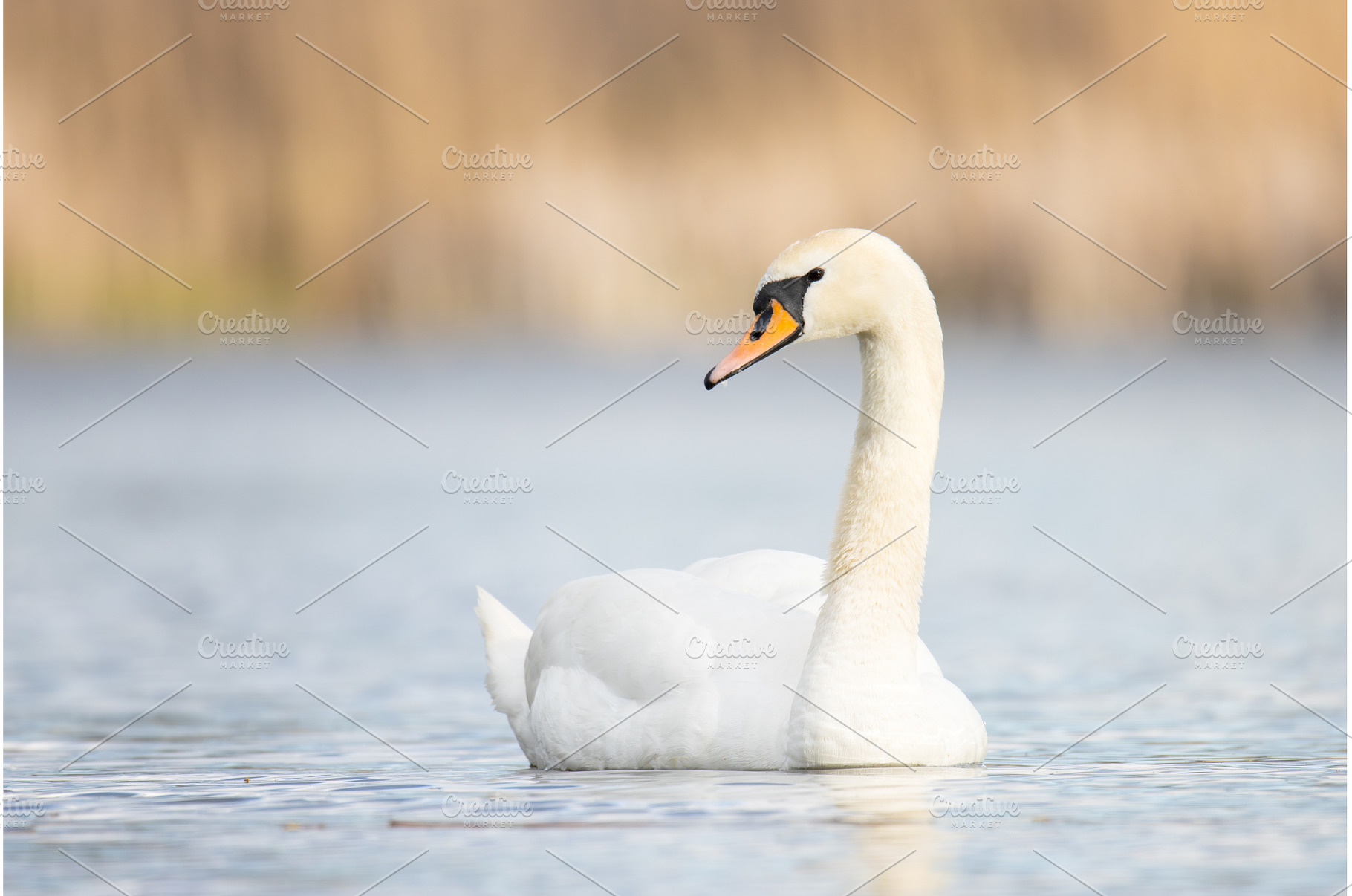 Beautiful White Swan Floating on, an Animal Photo by Pakosta