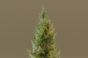The Siberian Spruce Tree, a Plants & Tree 3D Model by FuturePastCreatives (Thumbnail 4 of 6)