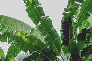 Tropical banana leaves stock photo containing tropical and lush