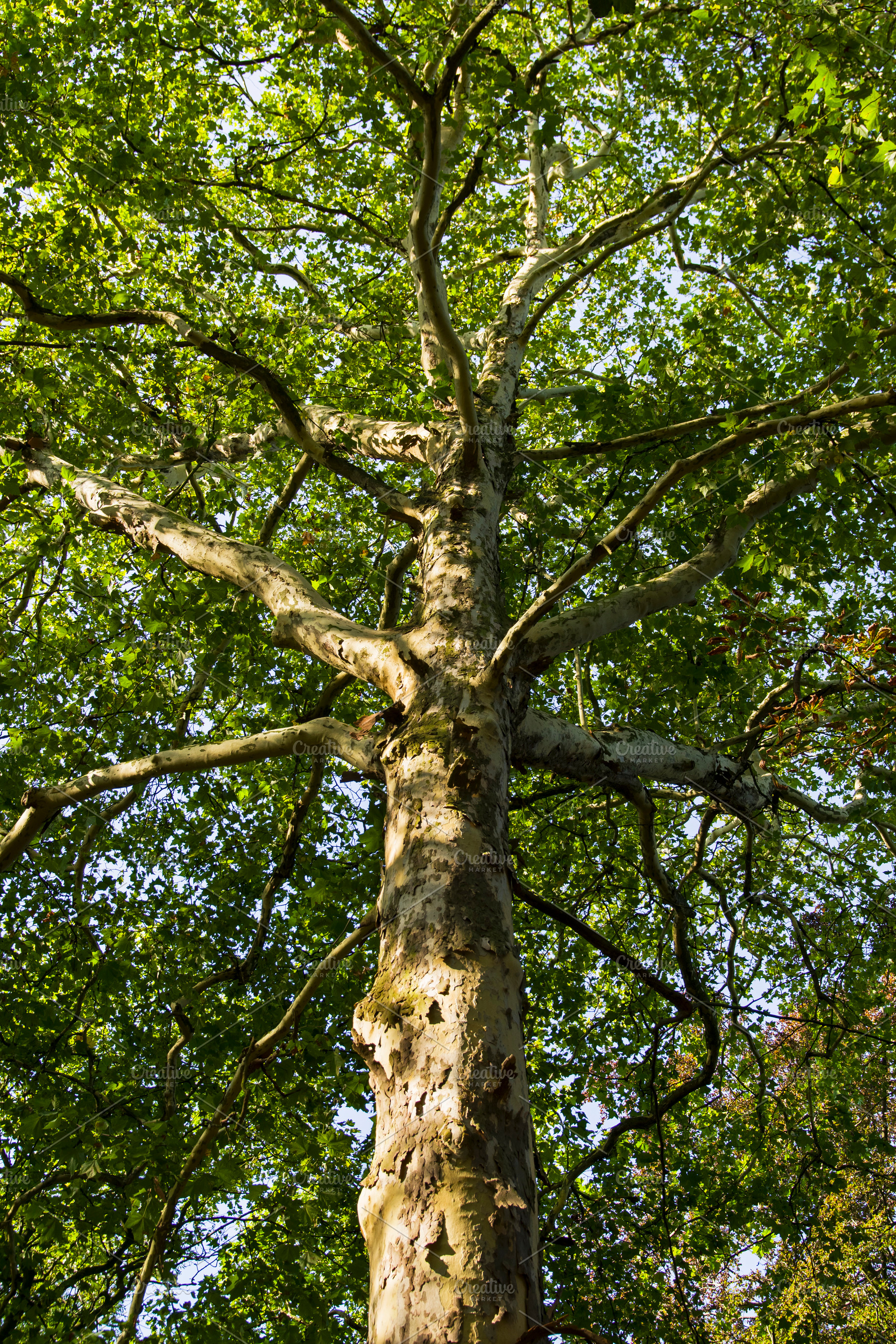 Large platanus tree., a Nature Photo by possum