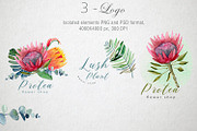 Watercolor Protea set, a Decorative Illustration by annasokol_ (Thumbnail 5 of 8)