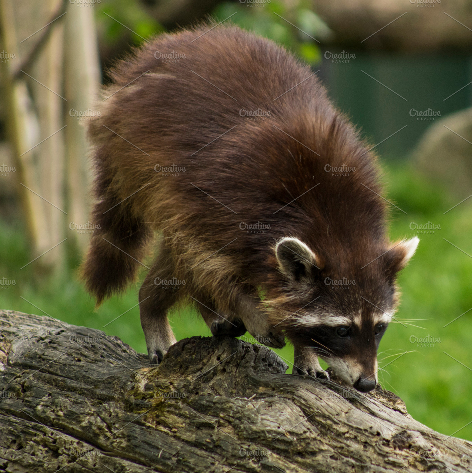 Searching raccoon, a Photo by Photo shack