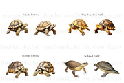 Turtle Illustration Clipart, Turtles, an Animal Illustration by BrushstrokeArtGB (Thumbnail 5 of 9)