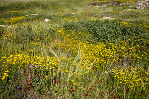 Ruins from the Byzantine period, a Nature Photo by Imaginarium