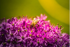 A bee is currently perched atop a, an Animal Photo by MadPhotos