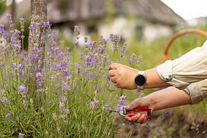 Gardener cutting lavender flowers with pruning shears in a sunny, a Photo by Grafvision photography