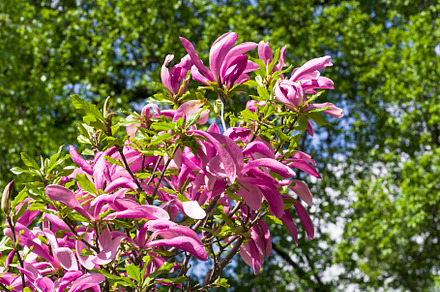 Blooming magnolia stellata