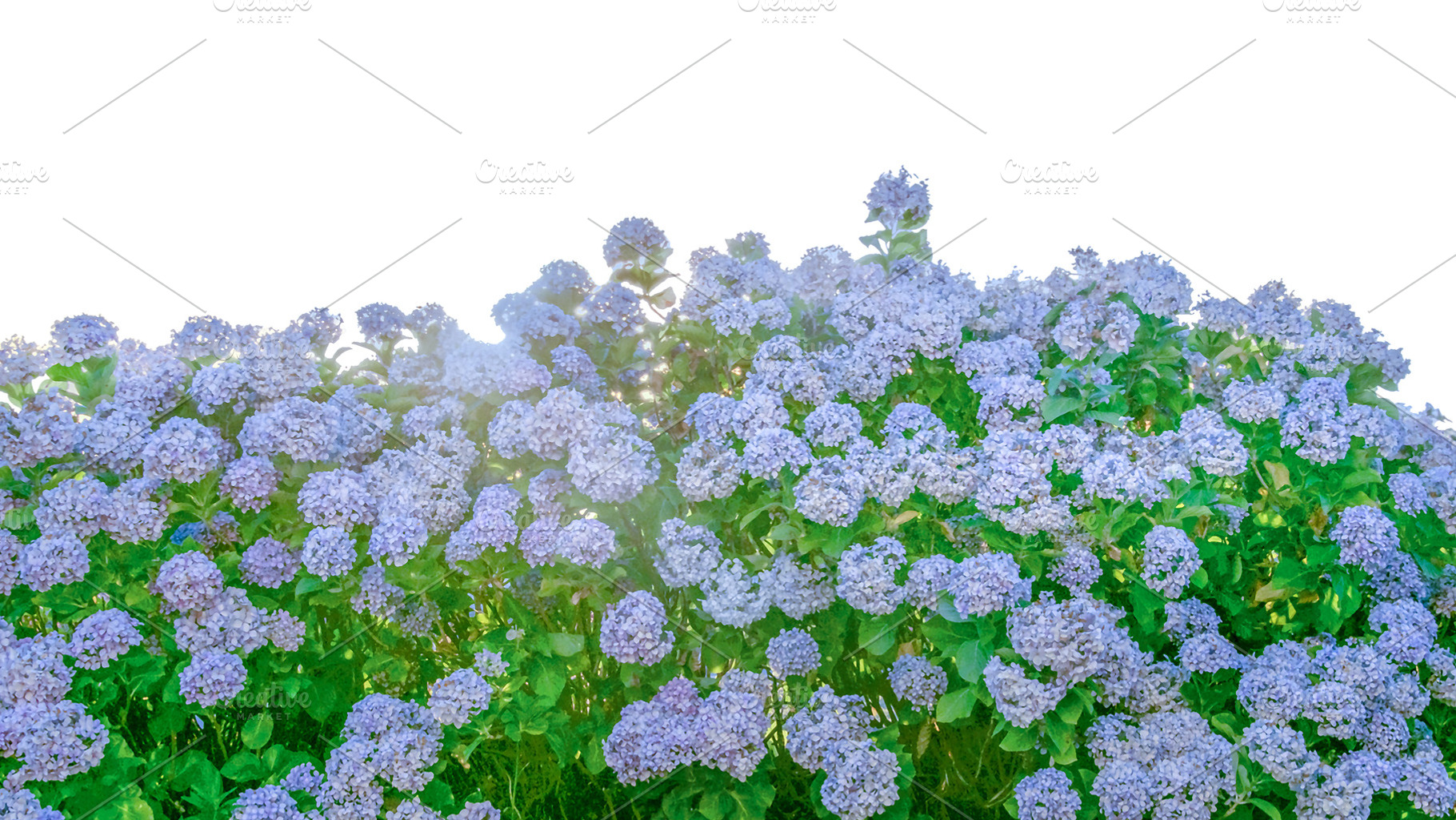 Flower bush of hydrangeas at golden hour isolated photo, a Nature Photo by DanFLCreativo
