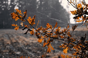 Leaf #14, a Nature Photo by jakub_kopecky