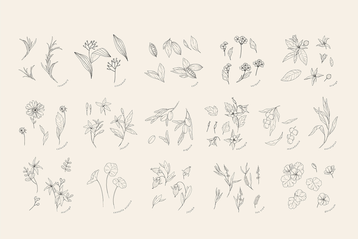 Cosmetic herbs, a Decorative Illustration by Merfin (Photo 6 of 6)