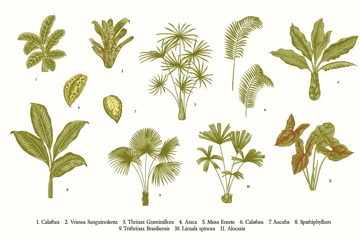 Bloom. Chinoiserie inspired, a Decorative Illustration by olga.korneeva (Photo 9 of 12)