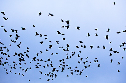 The bird flight stock photo containing outdoor and abstract, an Animal Photo by oksix