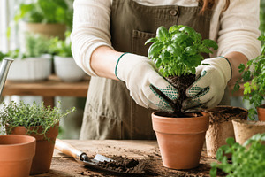 Gardening during a sunny afternoon, a Photo by Beautiful things