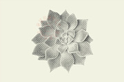Succulent Halftones, a Texture Graphic by GhostlyPixels (Thumbnail 13 of 13)