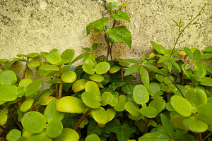Climbing vine and foliage against yellow wall, a Nature Photo by DanFLCreativo