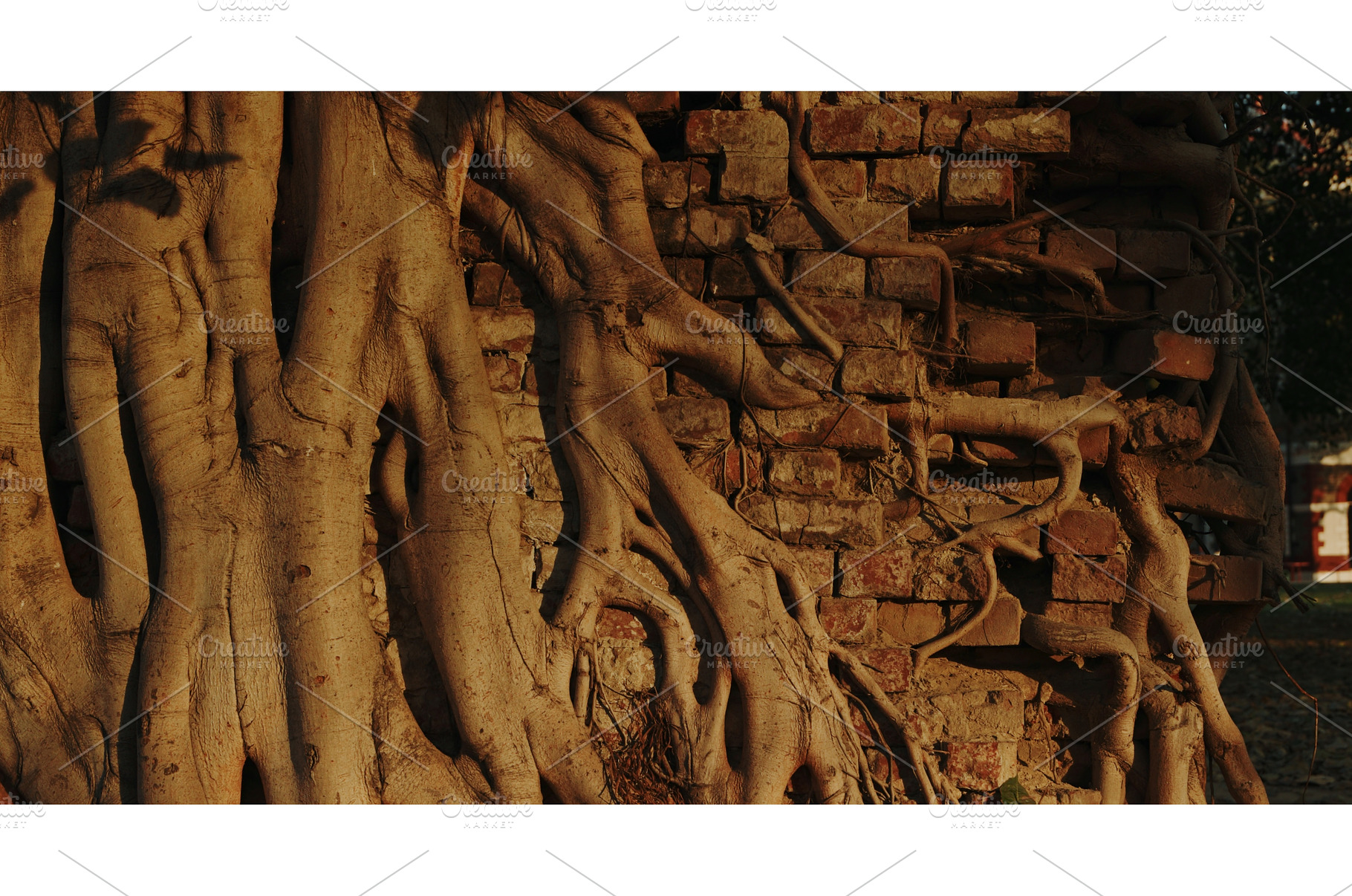 Dramatic close-up of thick tree, an Architecture Photo by Our Amazing World