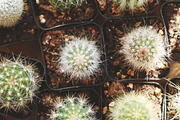 Retreat | Botanical Stock Photo Bund, a Nature Photo by MDSN Design (Thumbnail 6 of 16)