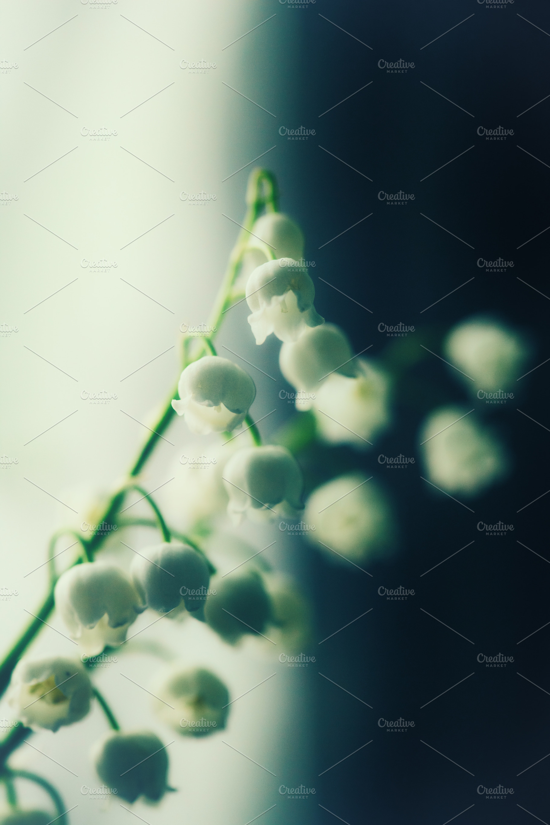 Moody macro shot of lily of the valley flowers. White Convallaria majalis bells, a Nature Photo by Rohan Photography