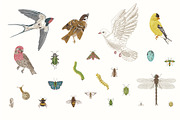 Garden Birds, an Illustration by olga.korneeva (Thumbnail 5 of 5)