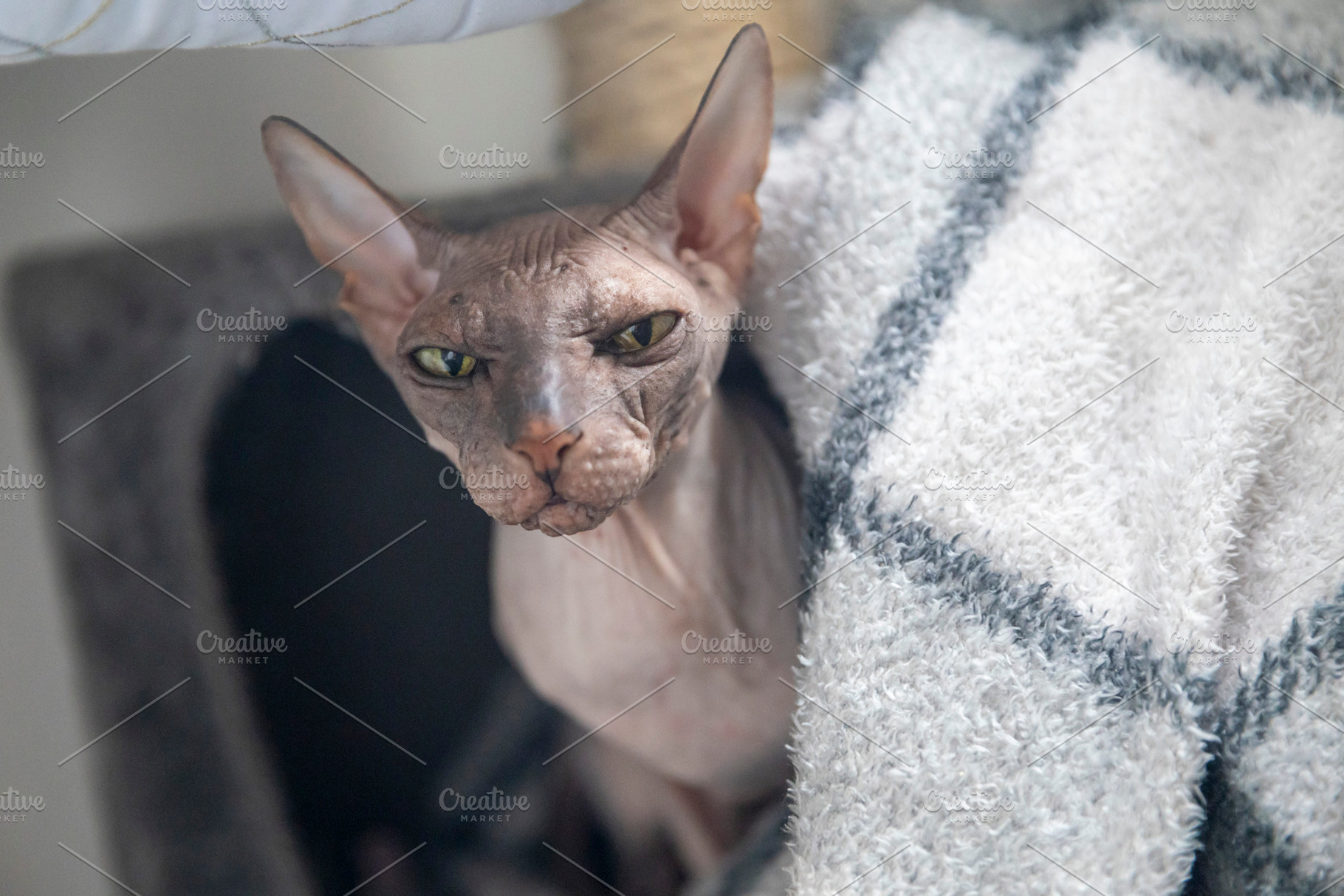 Playful close-up portrait of a misch, an Animal Photo by Imaginarium