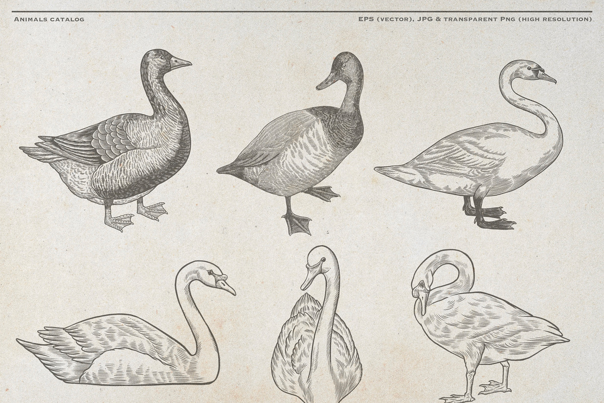 Vintage Poultry Farm Animal Set, an Animal Illustration by Kusumaillustration (Photo 3 of 11)