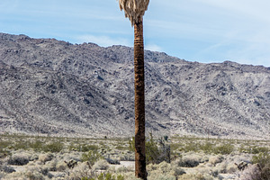 Desert Palm Tree 