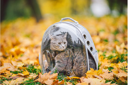 Domestic gray cat in a harness and a