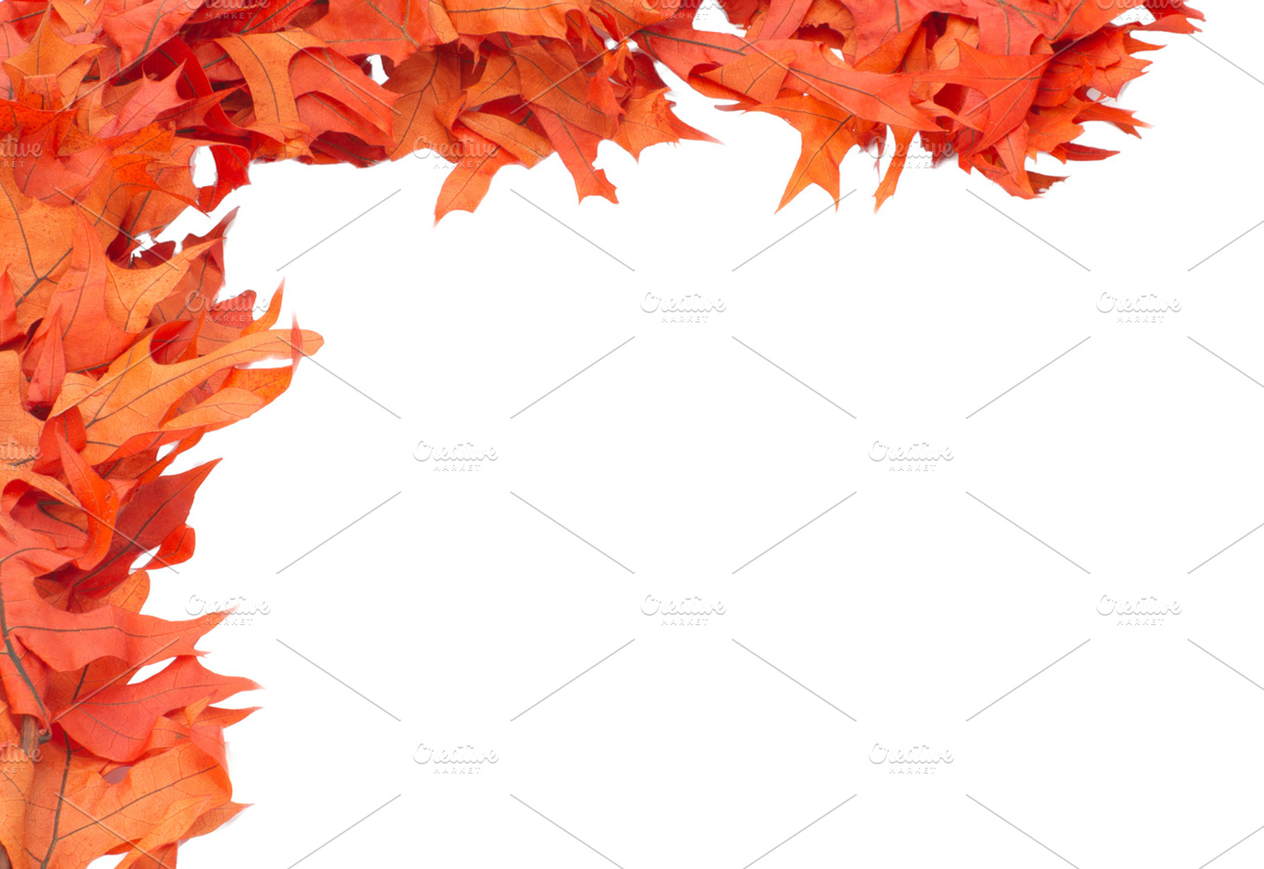 Colorful Red Oak Leaves