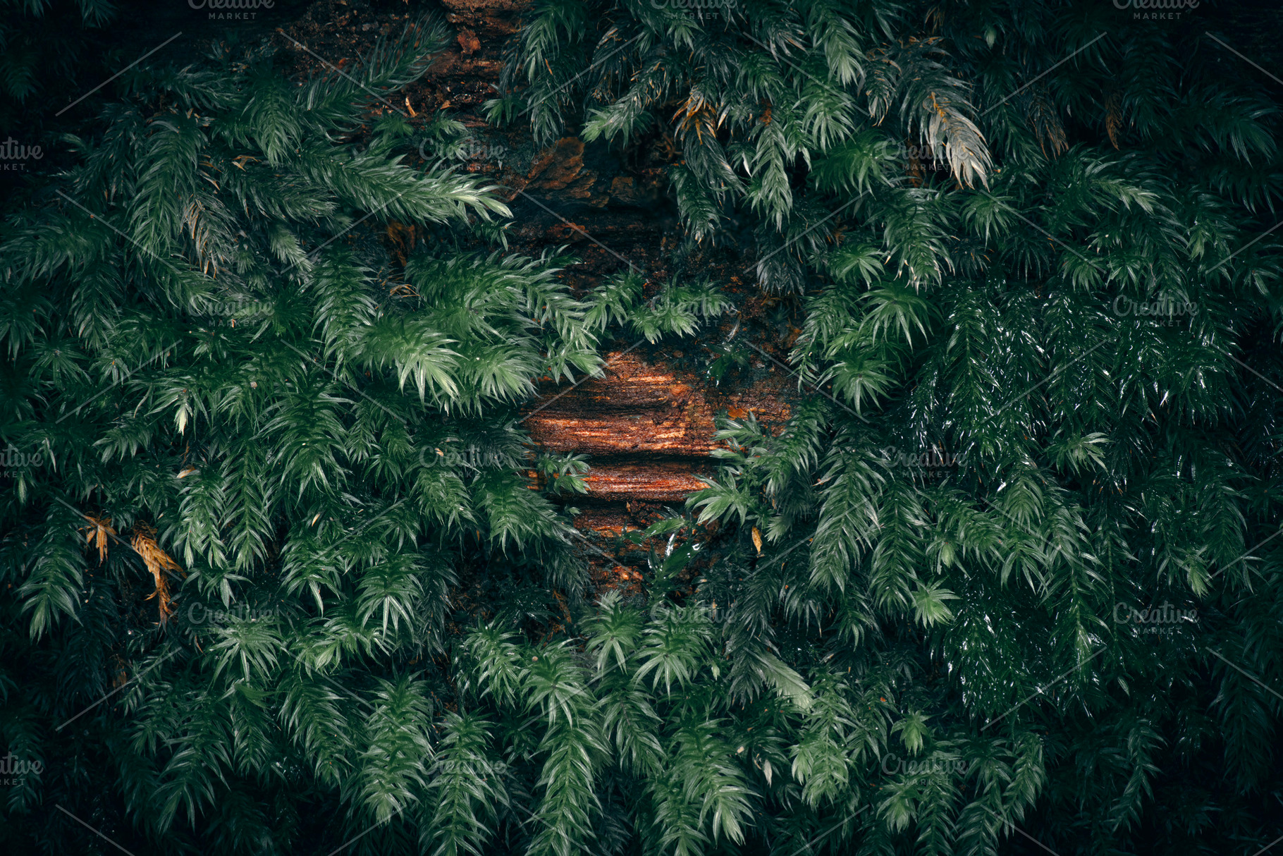 Moss covered tree, a Nature Photo by Rob D
