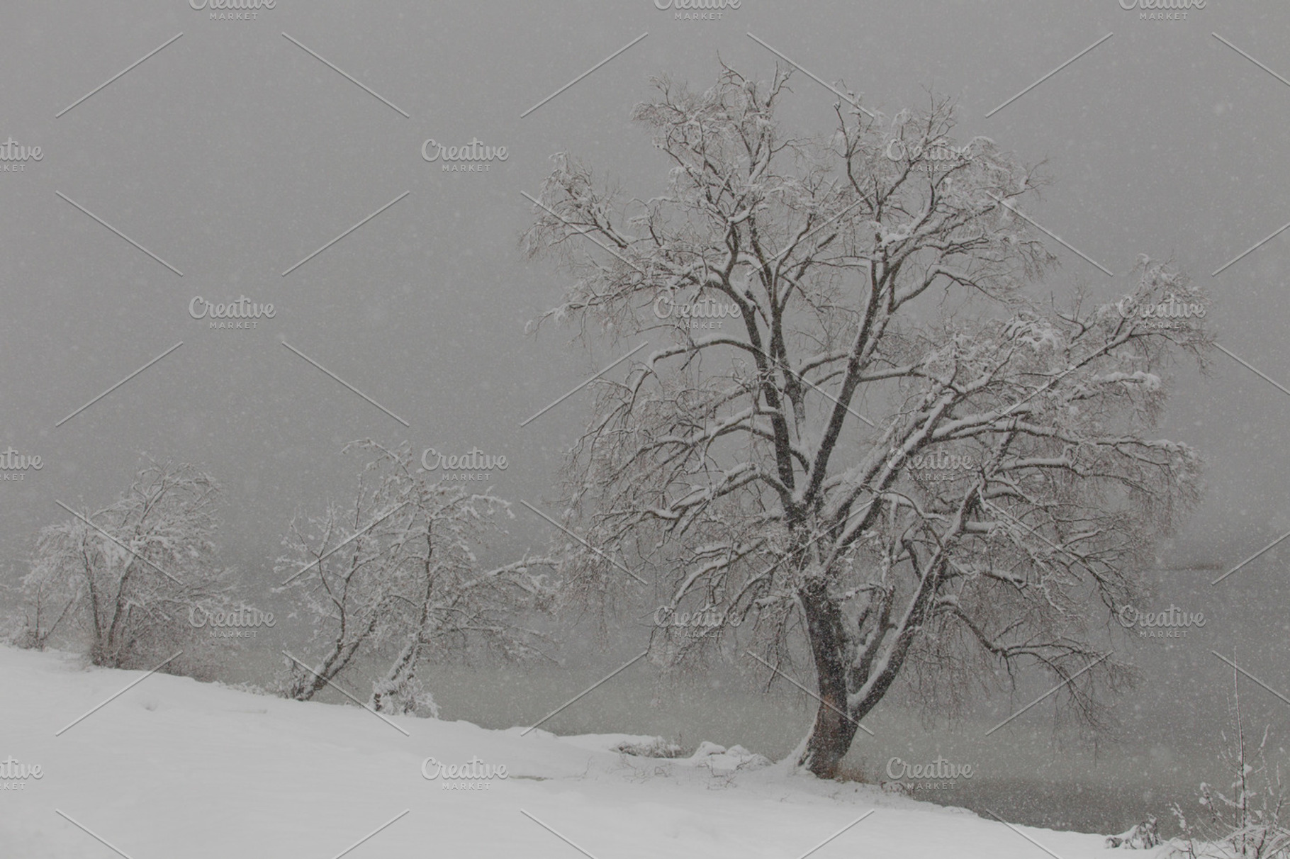 Trees In The Snow Featuring Winter Snow And Cold