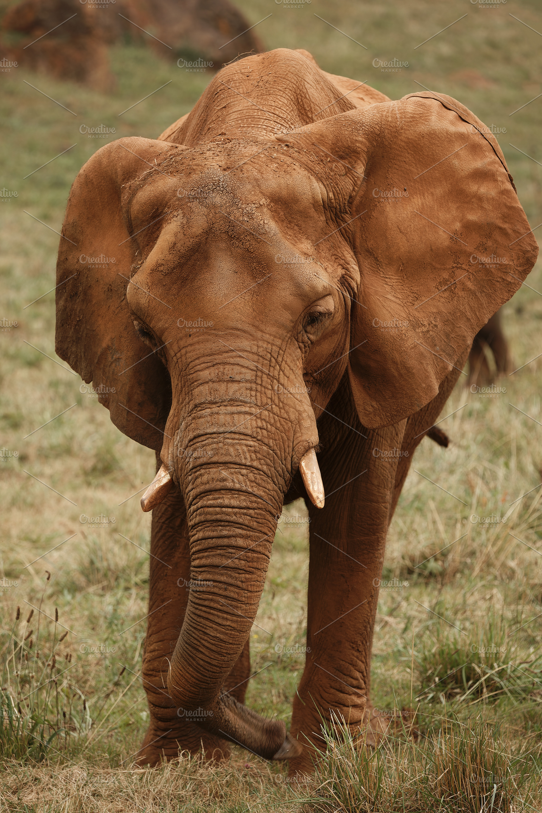 African Elephant, Front View, Trunk, an Animal Photo by Perpis