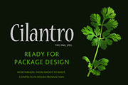 Cilantro, an Object Graphic by Hortimages (Thumbnail 1 of 2)