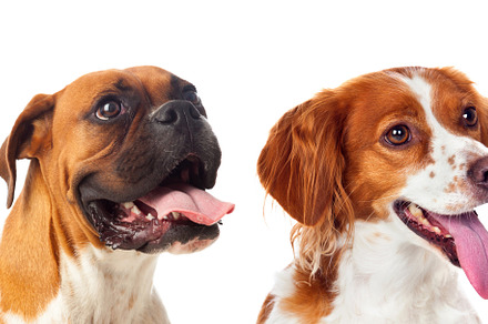 Differents dogs looking at camera featuring many, breed, and animal, an Animal Photo by José Manuel Gelpi