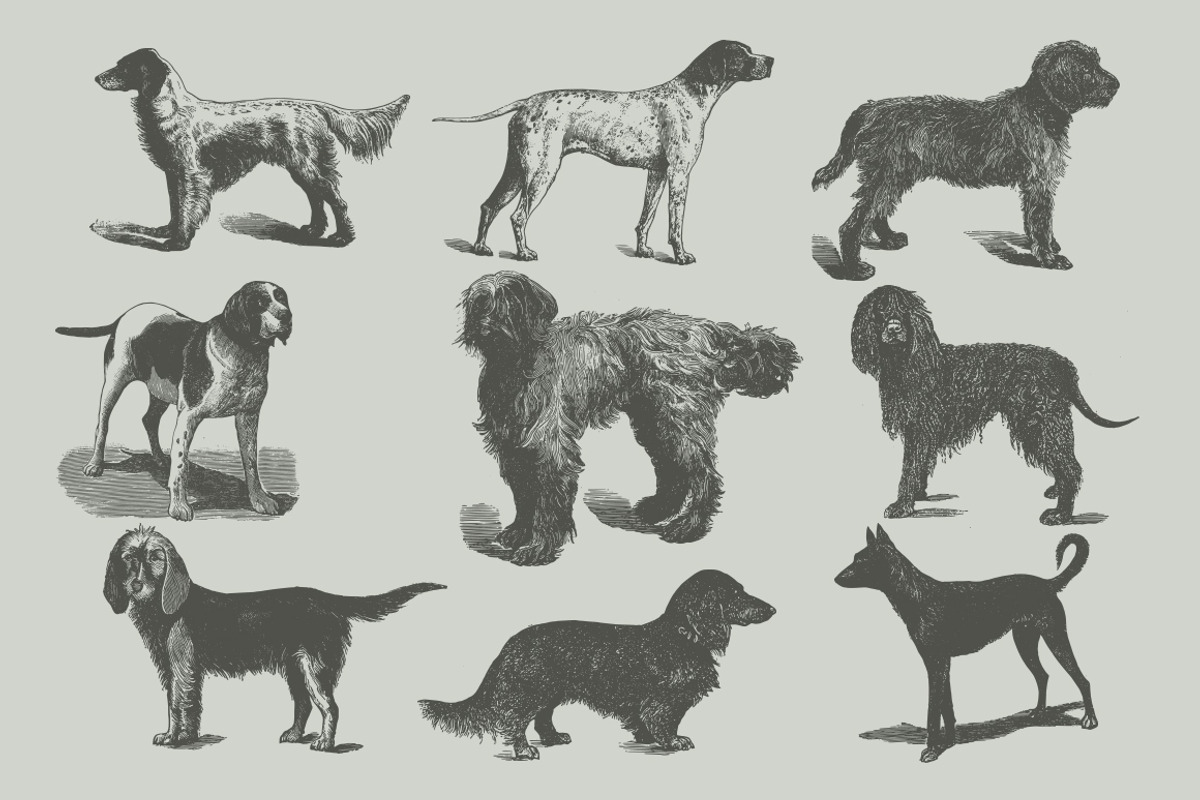 Dogs Vintage Illustrations, an Illustration by Retro Machine (Photo 19 of 25)
