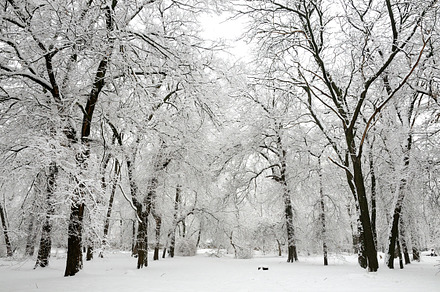 Winter Trees Stock Photo Containing Beautiful And Branch preview 5