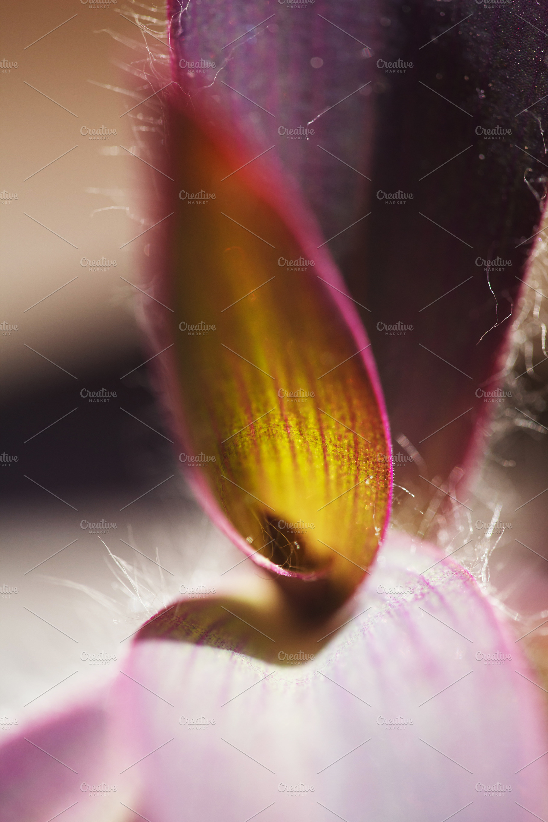 Macro shot of a purple Tradescantia pallida leaf bud. Close-up of the plant's v, a Photo by Rohan Photography