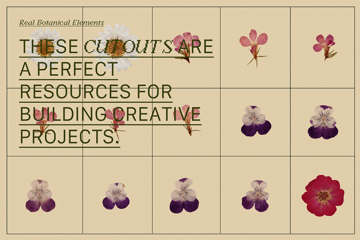 PRESSED BLOOMS Floral Cutouts, an Object Graphic by Desert Poetic (Photo 4 of 7)