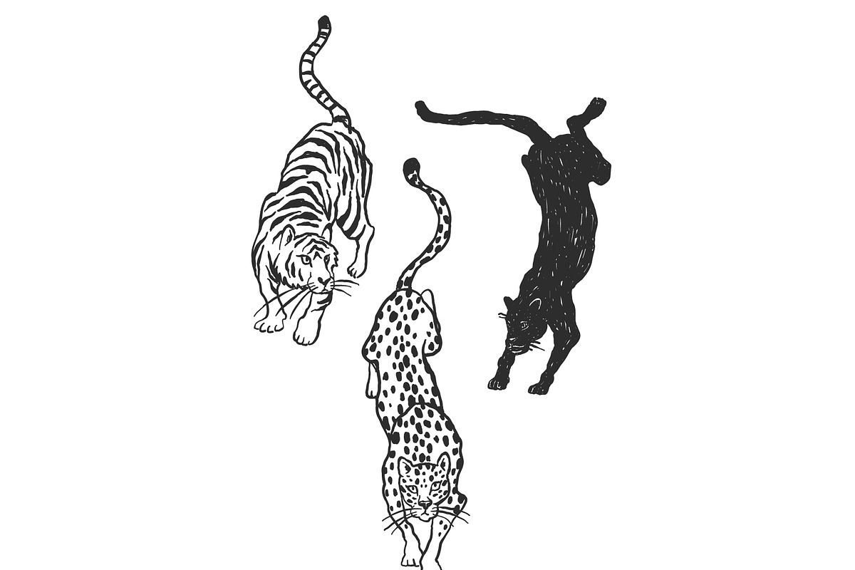 Jungle Cat Sketches, an Icon by Anastasiya Klempach (Photo 6 of 10)