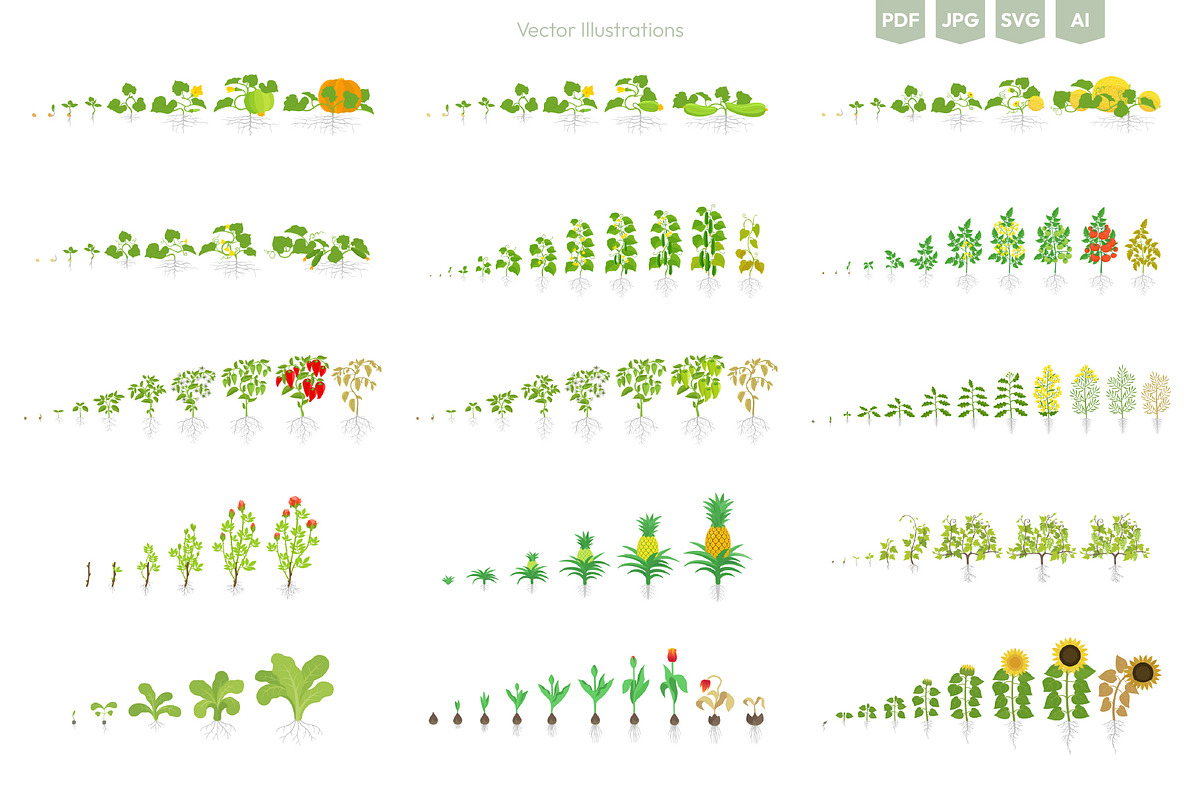 Stages of Plant Growth set, an Education Illustration by Ilia Design (Photo 4 of 7)