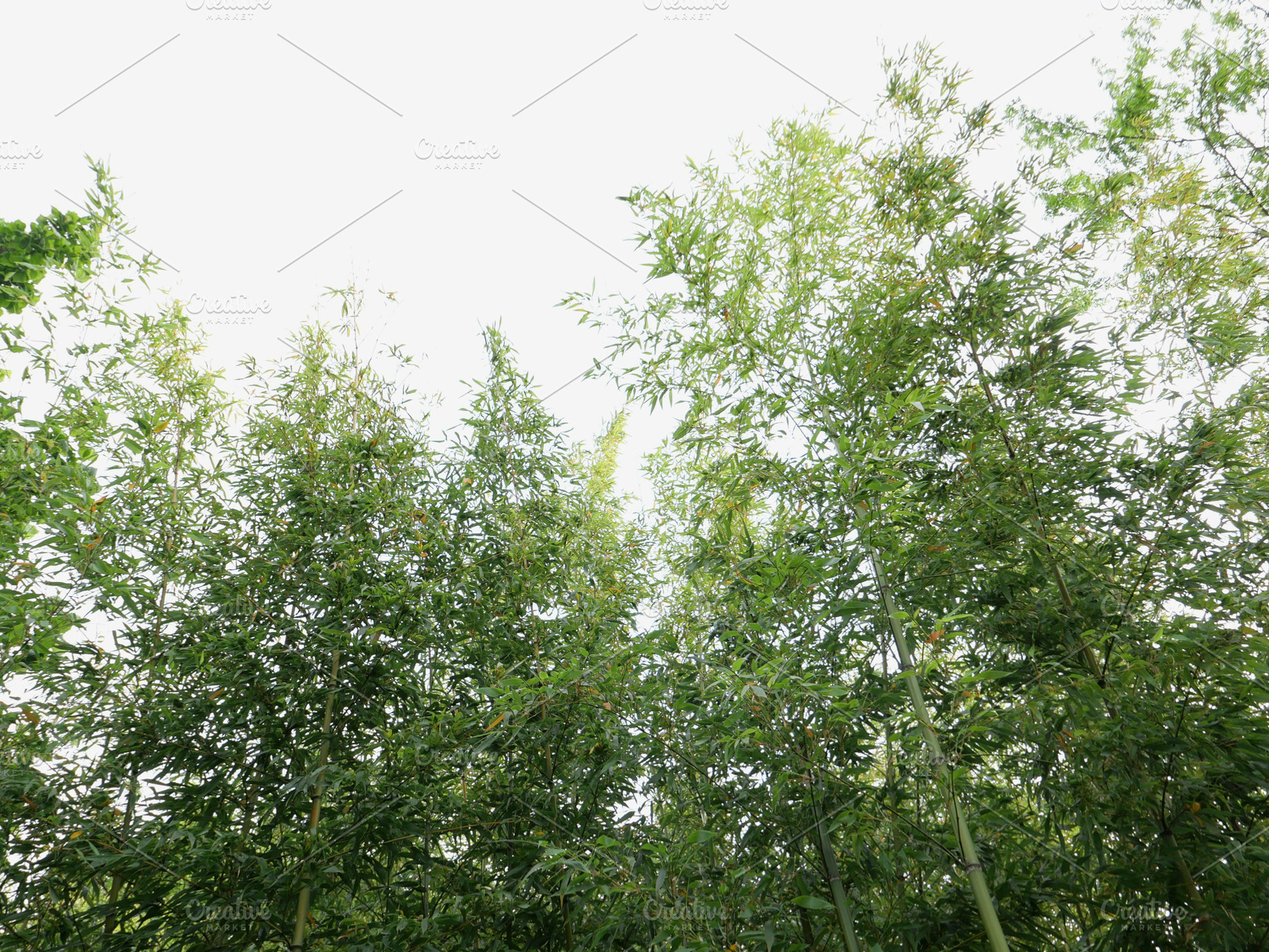 bamboo tree scient. class. Bambusoideae, a Photo by WorldOfPhotos