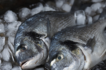 Fresh raw dorado fish on ice, a Food & Drink Photo by Apolonia