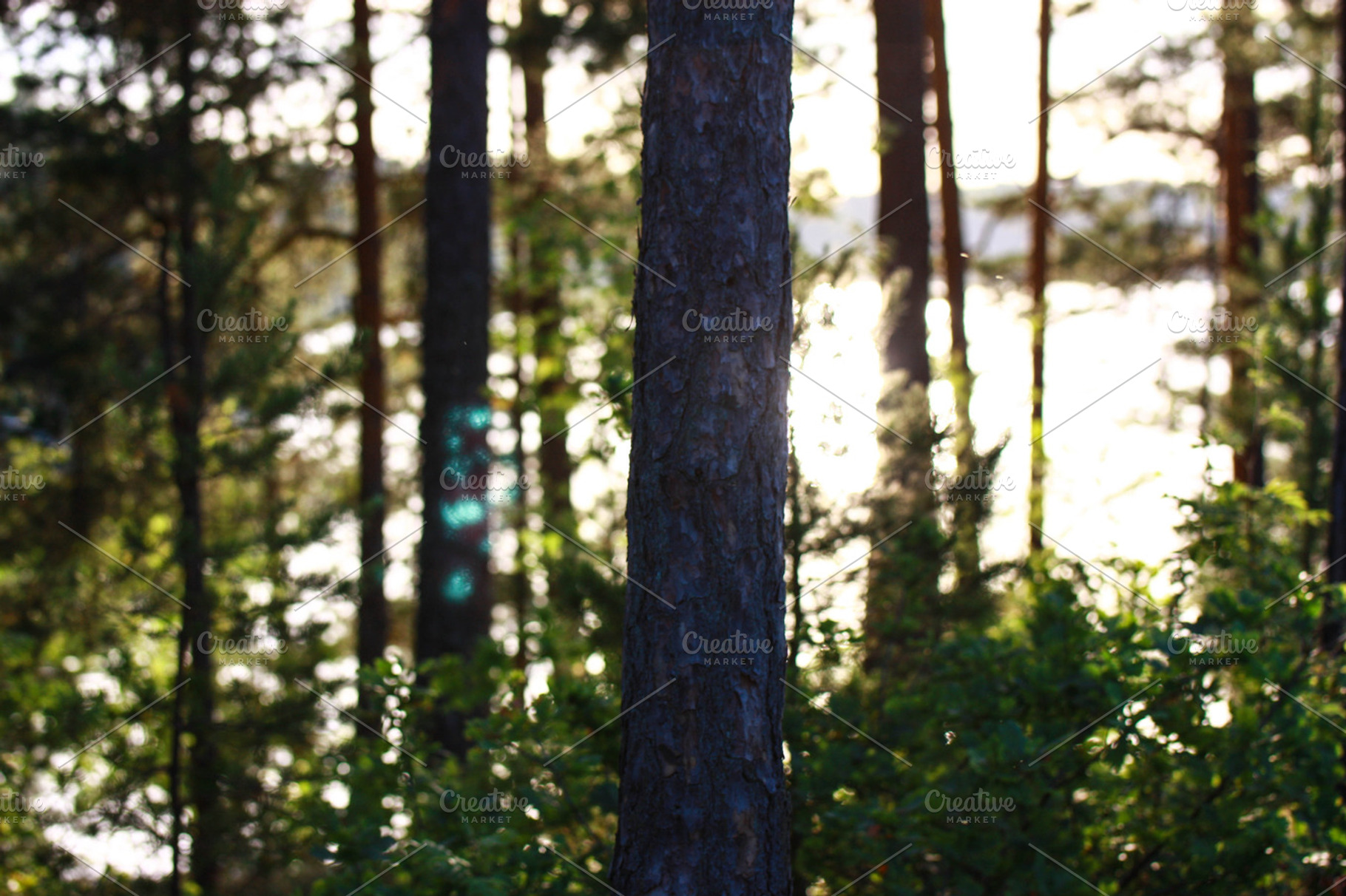 Tree in a sunset, a Nature Photo by corioes