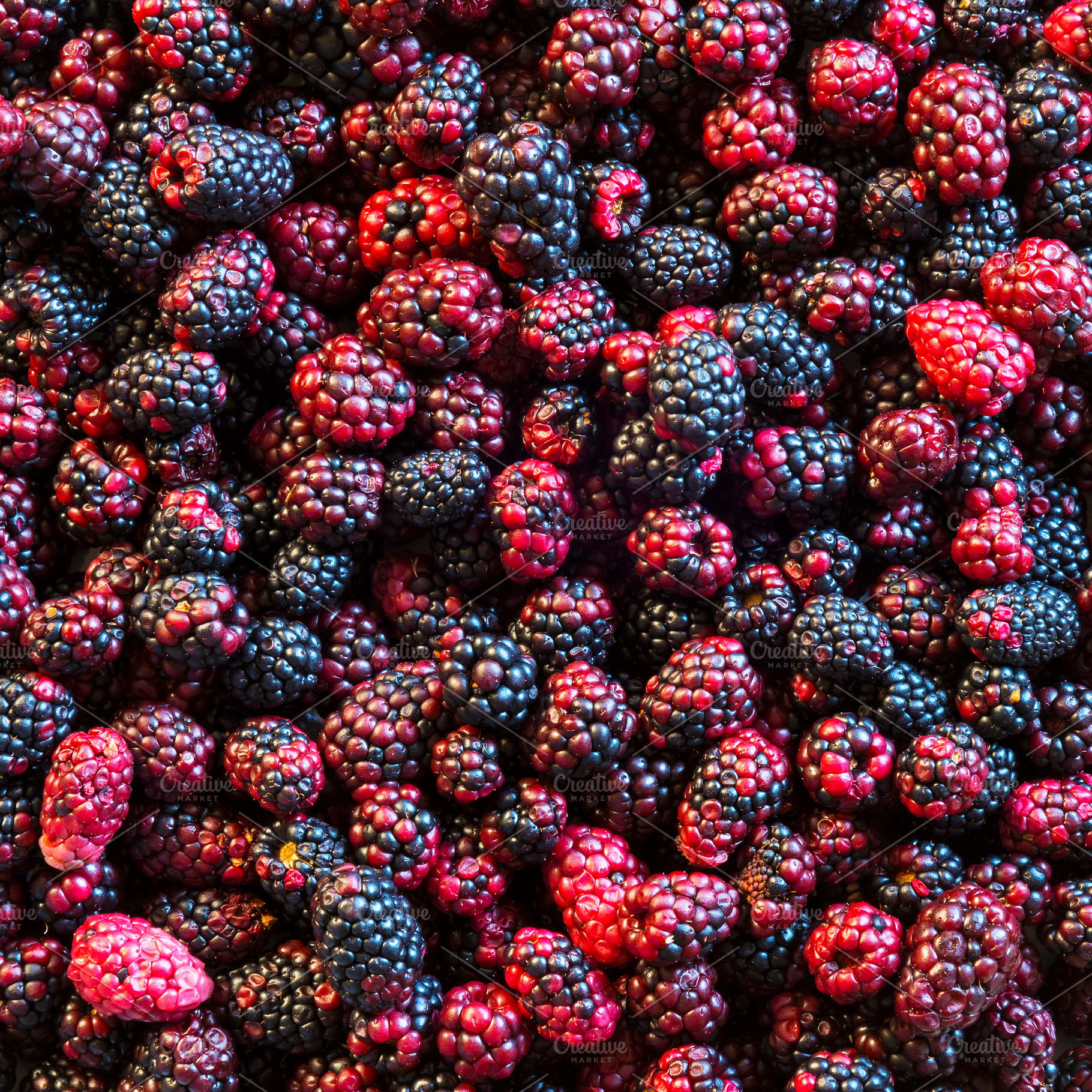 Wild Blackberries Background Texture, a Photo by THP Creative