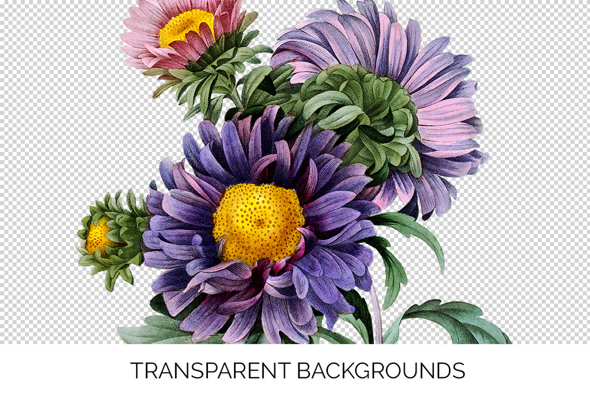 Flowers Aster Purple Clipart Vintage, an Illustration by Enliven Designs (Photo 4 of 9)