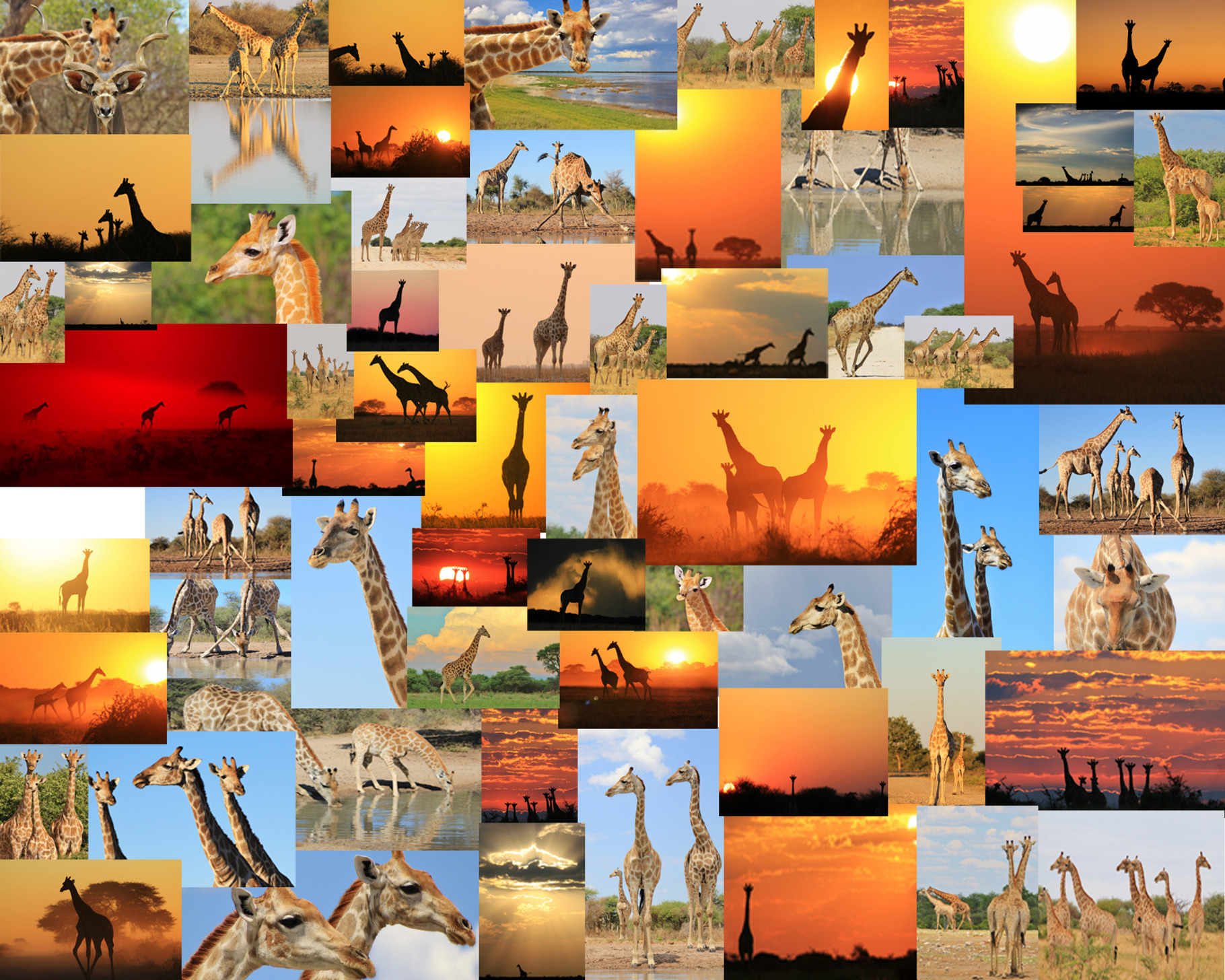 Giraffe - Wildlife Wonder and Icon, an Animal Photo by Wildlife Wonder