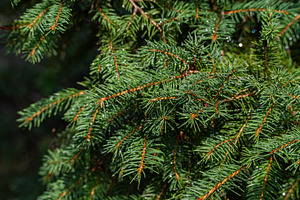 Pine tree with waret drops after the rainin the summer