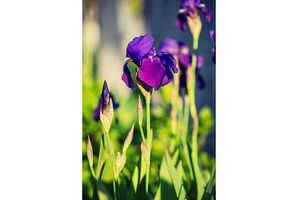 Iris flower in the garden, spring, a Nature Photo by Nature and travel