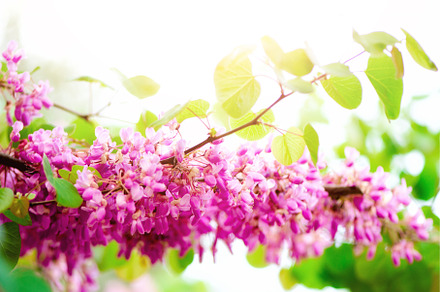 Blooming Judas tree. Cercis, a Nature Photo by Enjoy Photo