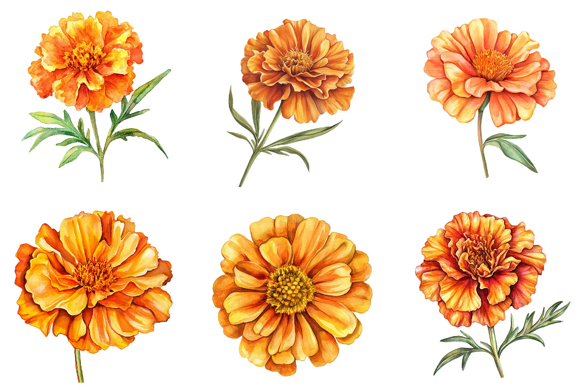 Marigold Flower Bloom Clipart, an Illustration by DreamArtGraphic (Photo 4 of 4)