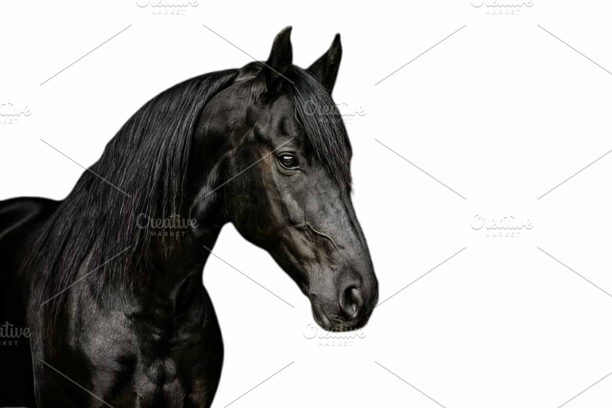 black horse portrait, an Animal Photo by VetalStock (Photo 1 of 2)